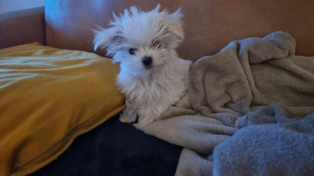  1-10-25 Zoë nog in een slaap kapsel